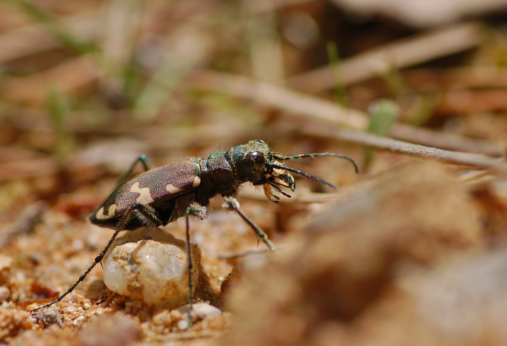 Cicindela-silvicola---Berg-SandlaufkÃ¤fer07.jpg