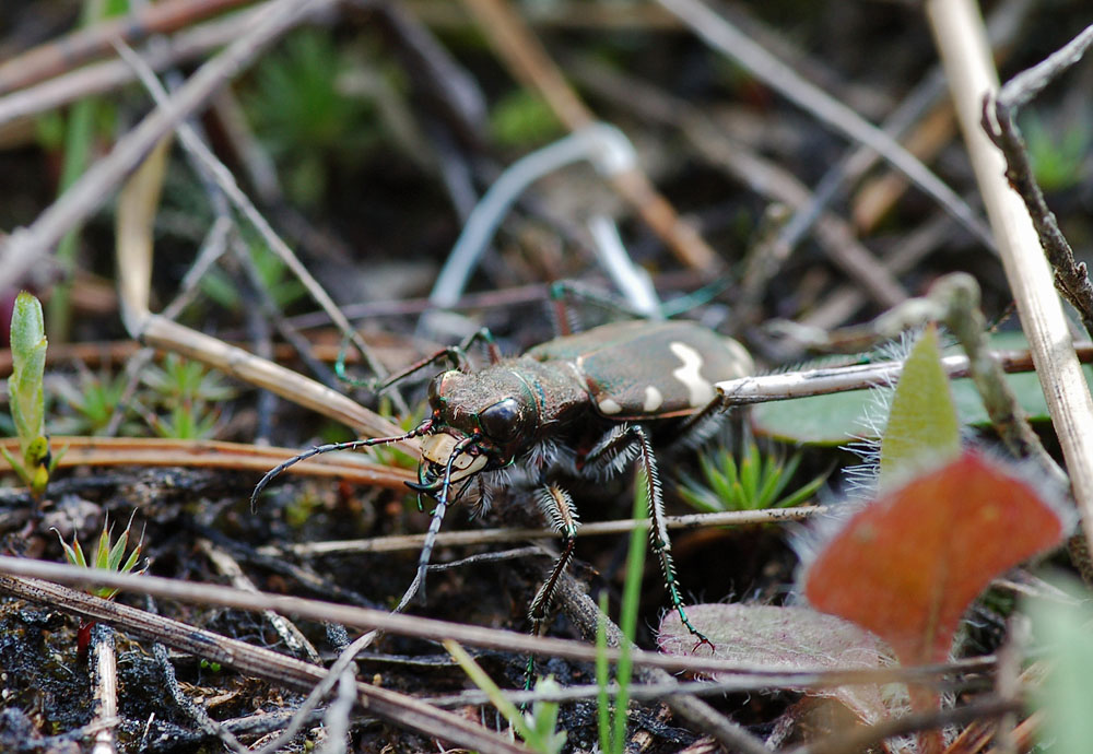 Cicindela-silvicola---Berg-SandlaufkÃ¤fer06.jpg