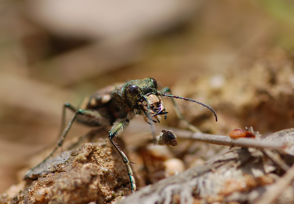 Cicindela-silvicola---Berg-SandlaufkÃ¤fer08.jpg