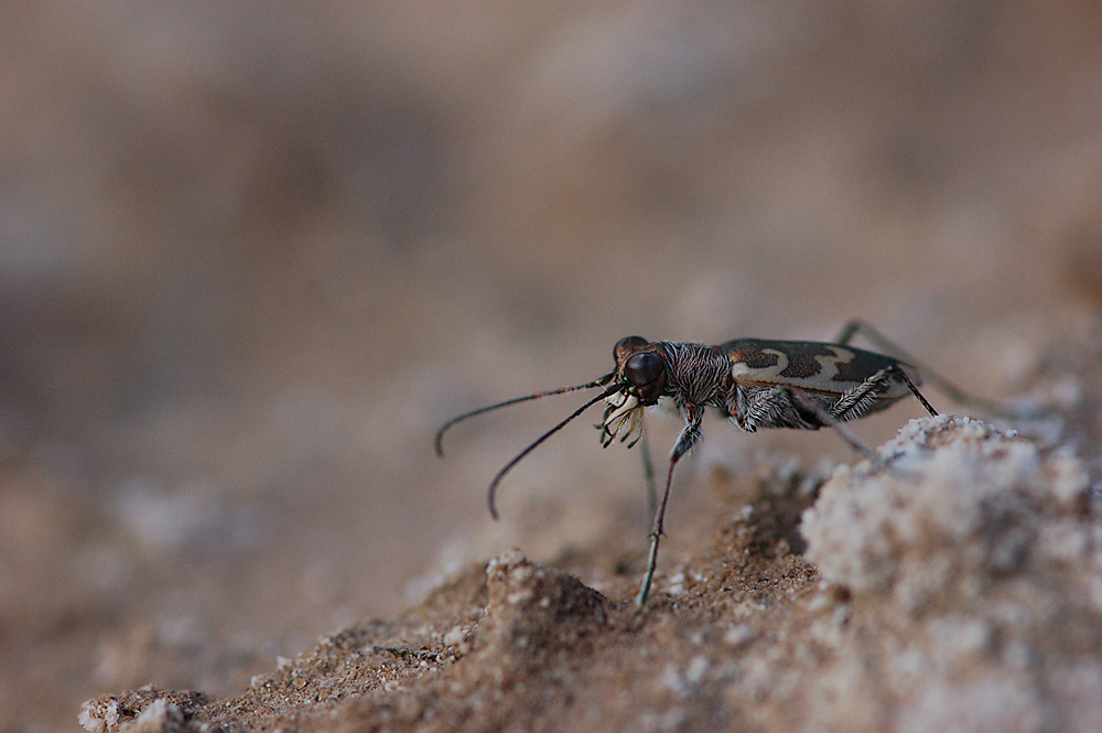 Cylindera_arenaria_viennensis_-_Wiener_SandlaufkÃ¤fer01.jpg