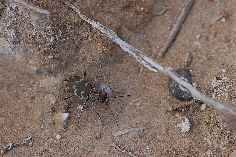 Cylindera_arenaria_viennensis_-_Wiener_SandlaufkÃ¤fer02.jpg