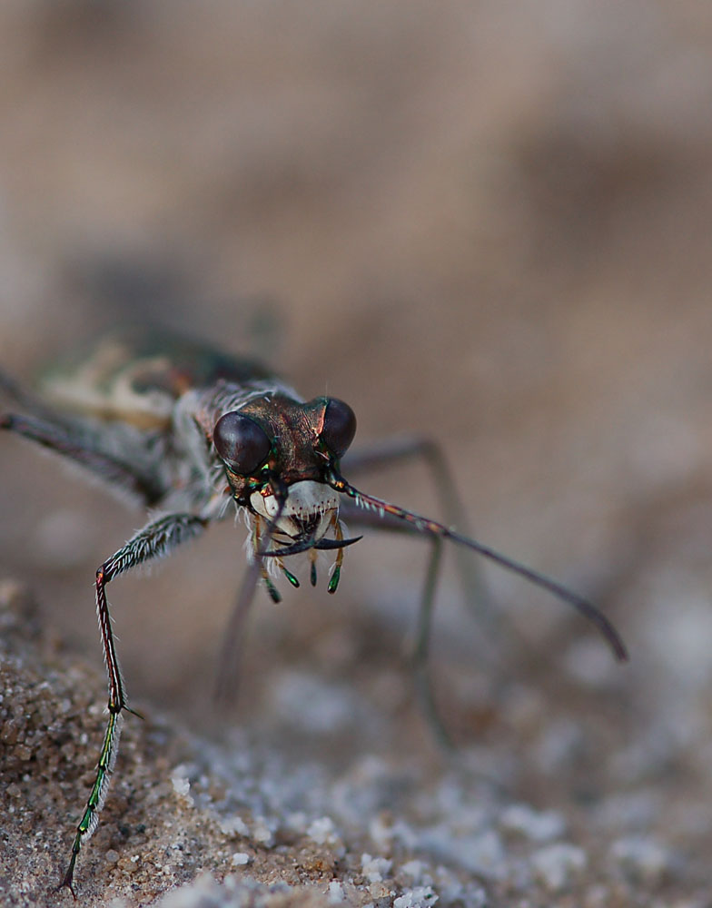 Cylindera_arenaria_viennensis_-_Wiener_SandlaufkÃ¤fer_-_Portrait01.jpg