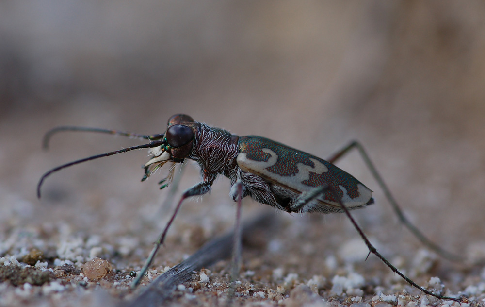 Cylindera-arenaria-viennensis---Wiener-Sandlaufkaefer03.jpg