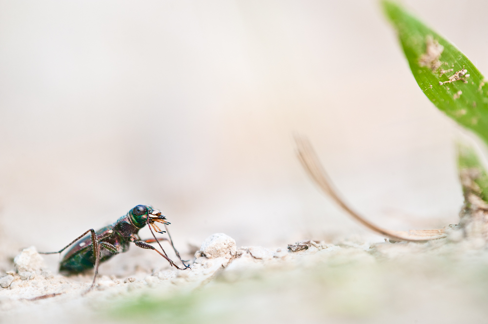 cylindera_germanica_182.jpg