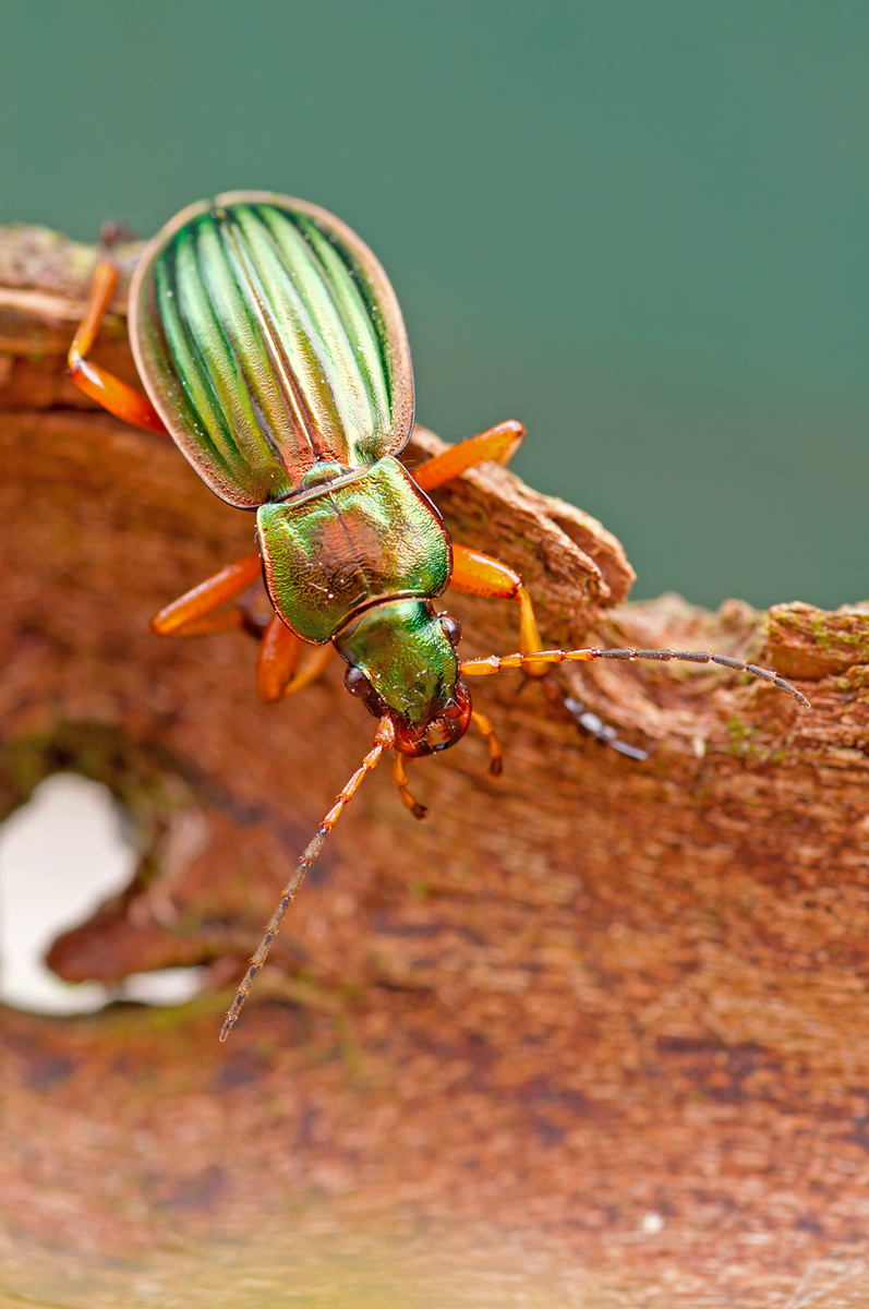 Carabus_auratus.jpg