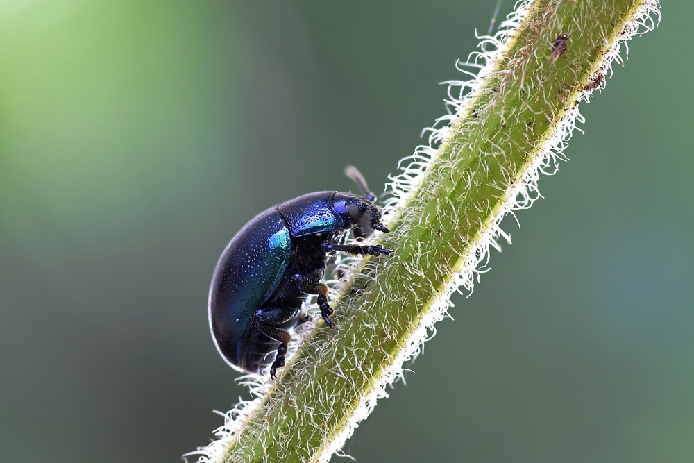 2008_10_25_3632webwebchrysolina_coerulans_182.jpg