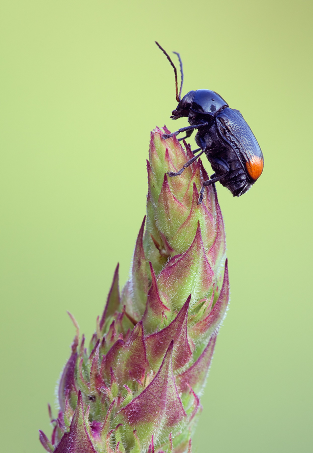 20090701_zweifleckiger_fallkaefer_cryptocephalus_biguttatus_mg_7793_3_531.jpg