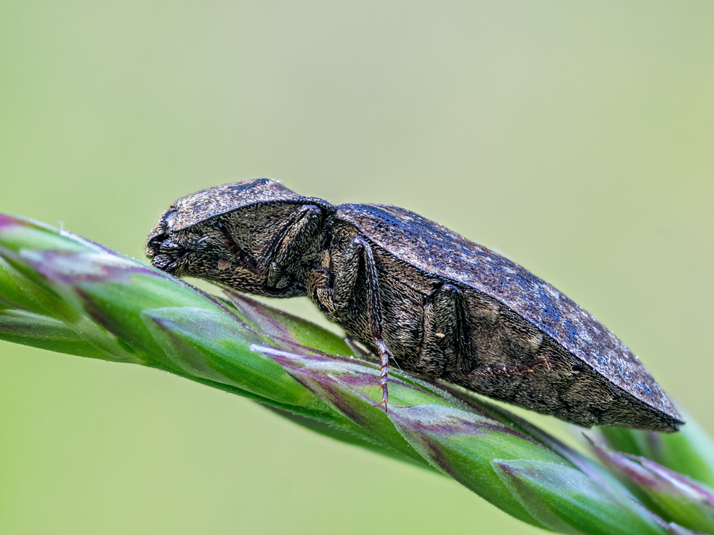 mausgrauer_schnellkaefer_agrypnus_murinus_3a56d721_508e_470c_9e16_2a7025ffc09d_171.jpg