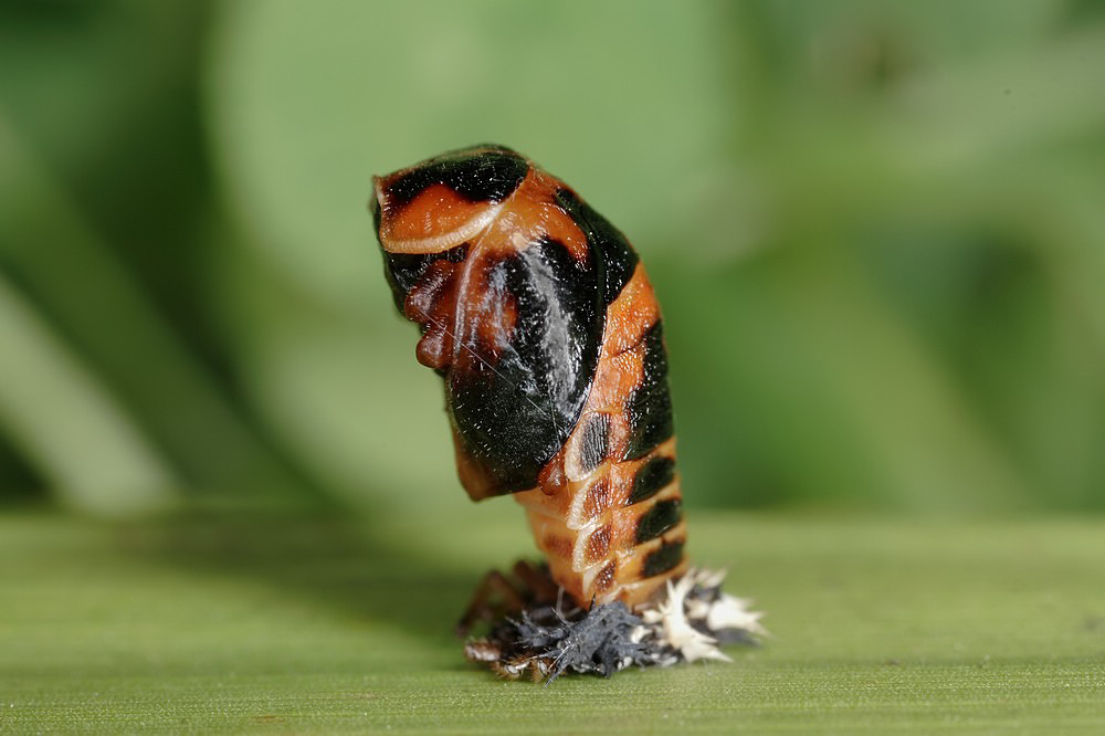 Asiatischer_MarienkÃ¤fer_Harmonia_axyridis_KÃ„_08.jpg