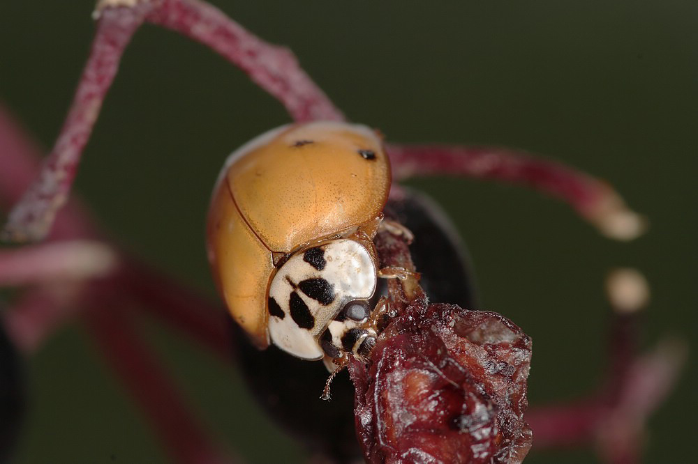 Asiatischer_MarienkÃ¤fer_Harmonia_axyridis_KÃ„_06.jpg