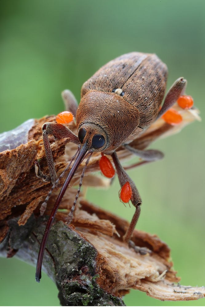 Curculio_venosus_Eichelbohrer_005.jpg