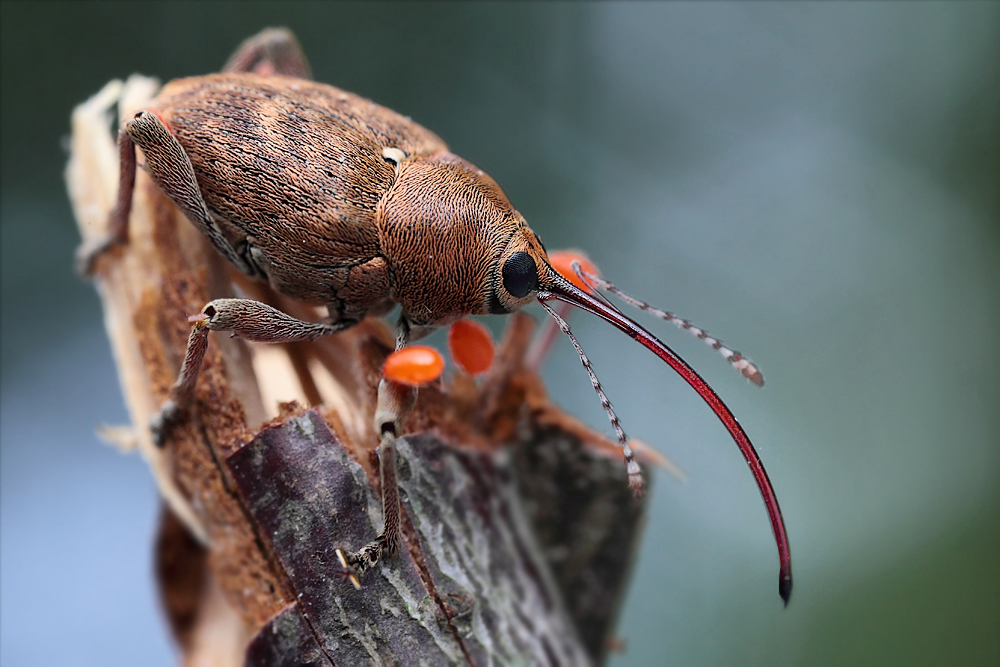 1_Curculio_venosus_Eichelbohrer_001.jpg