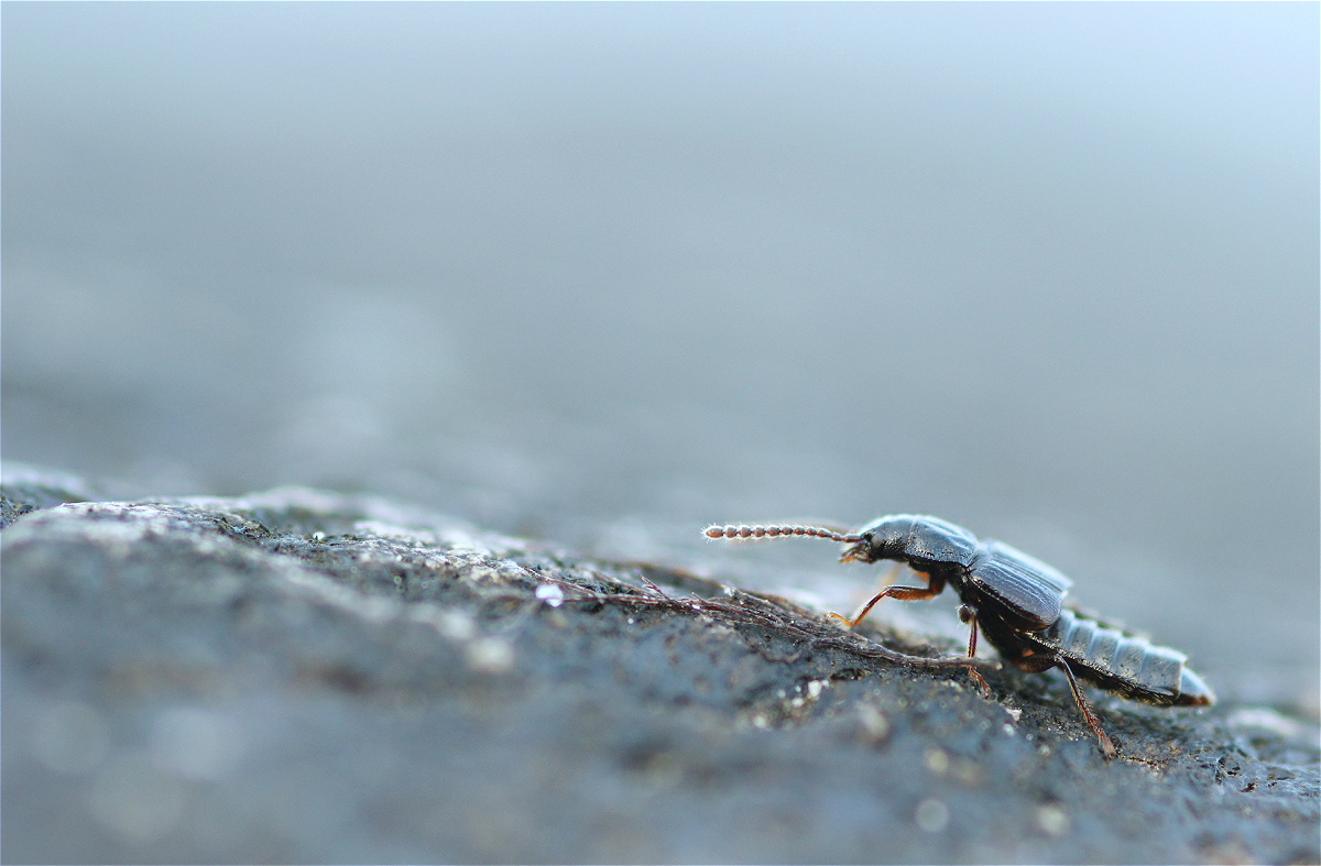 Coprophilus_striatulus01makro.jpg