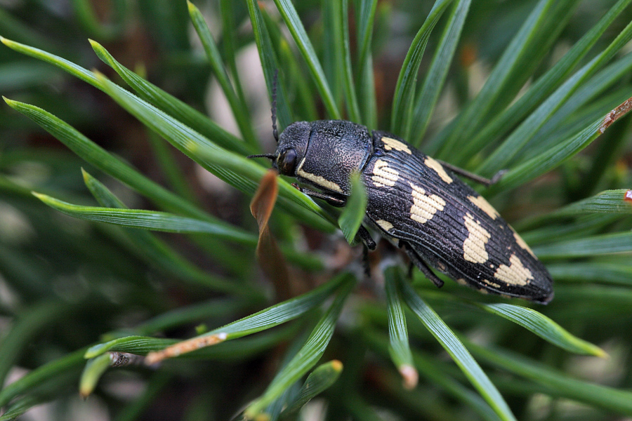 buprestis_octoguttata_2_107.jpg