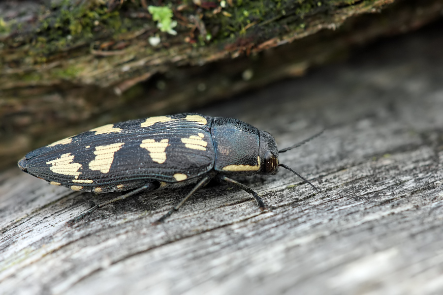 buprestis_octoguttata_1_644.jpg