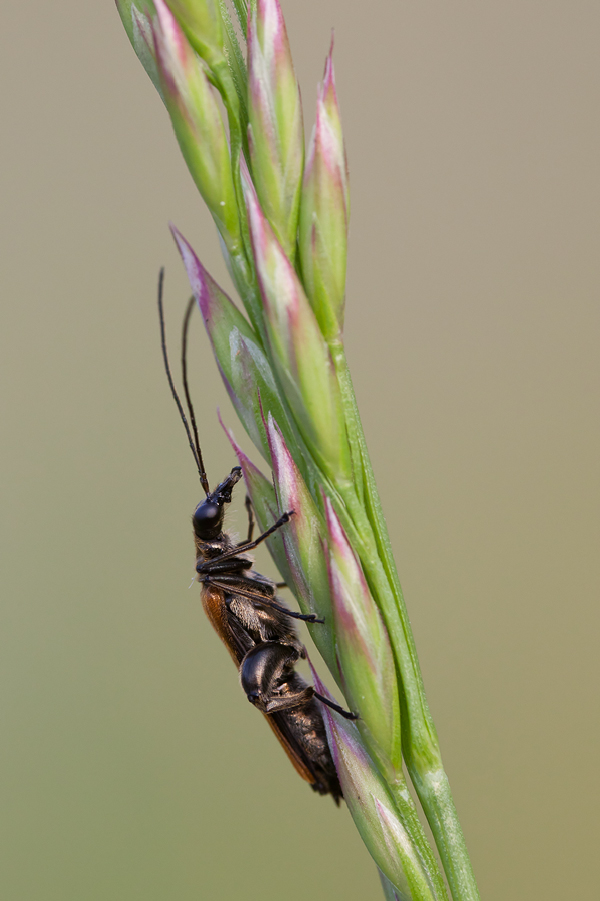 20110513_gemeiner_scheinbockkaefer_oedemera_femorata_maenchen_690.jpg