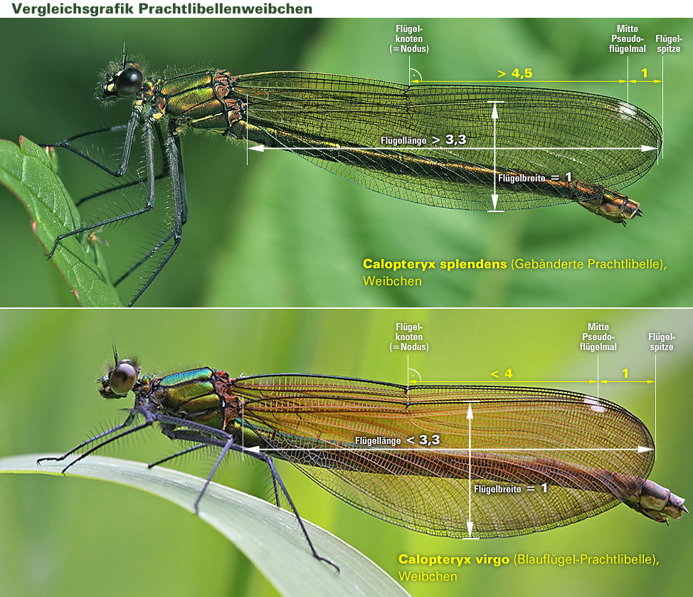 virgo_splendens_weibchen_FlÃ¼gelverhÃ¤ltnisse_neu.jpg