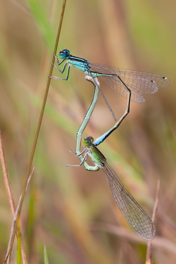 ischnura_pumilio_kopula_nl2011_4148_210.jpg