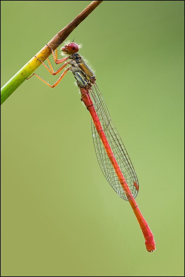 ceriagrion_tenellum__spaete_adonislibelle__maennchen_146.jpg