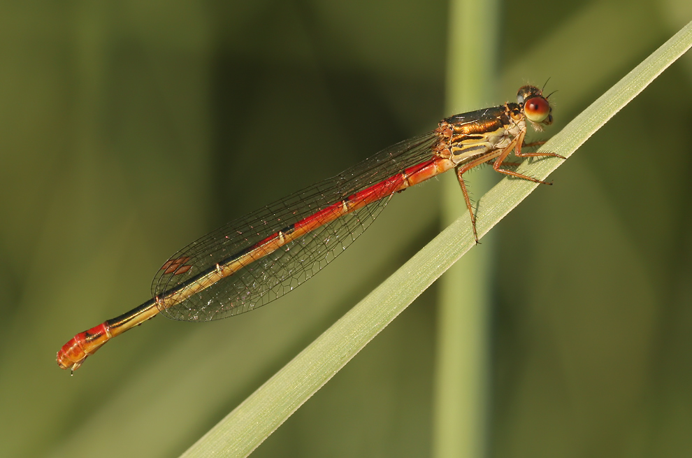 ceriagrion_tenellum_w_mf_724.jpg