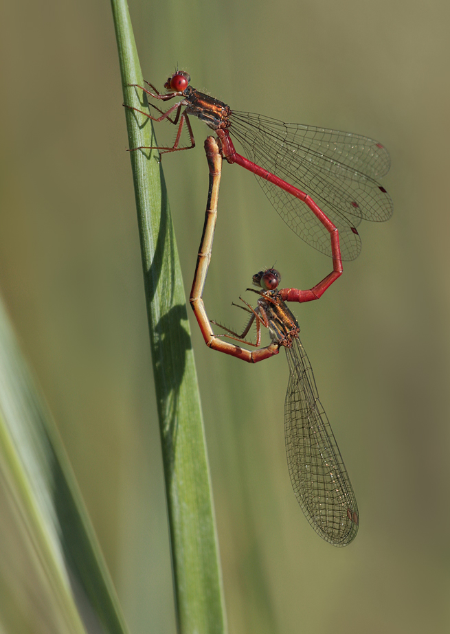 Ceriagrion_tenellum_paarungsrad_01_7666.jpg