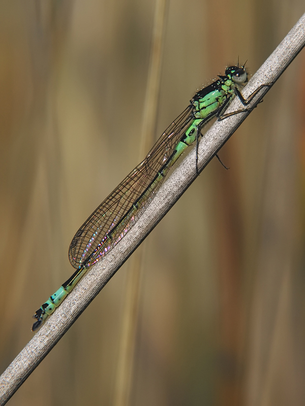 ts_coenagrion_armatum_01_103.jpg