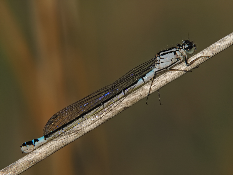 ts_coenagrion_armatum_02_130.jpg