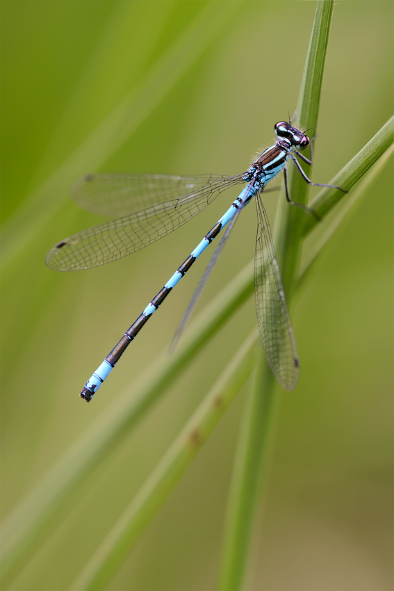 coenagrion_hastulatum_164.jpg