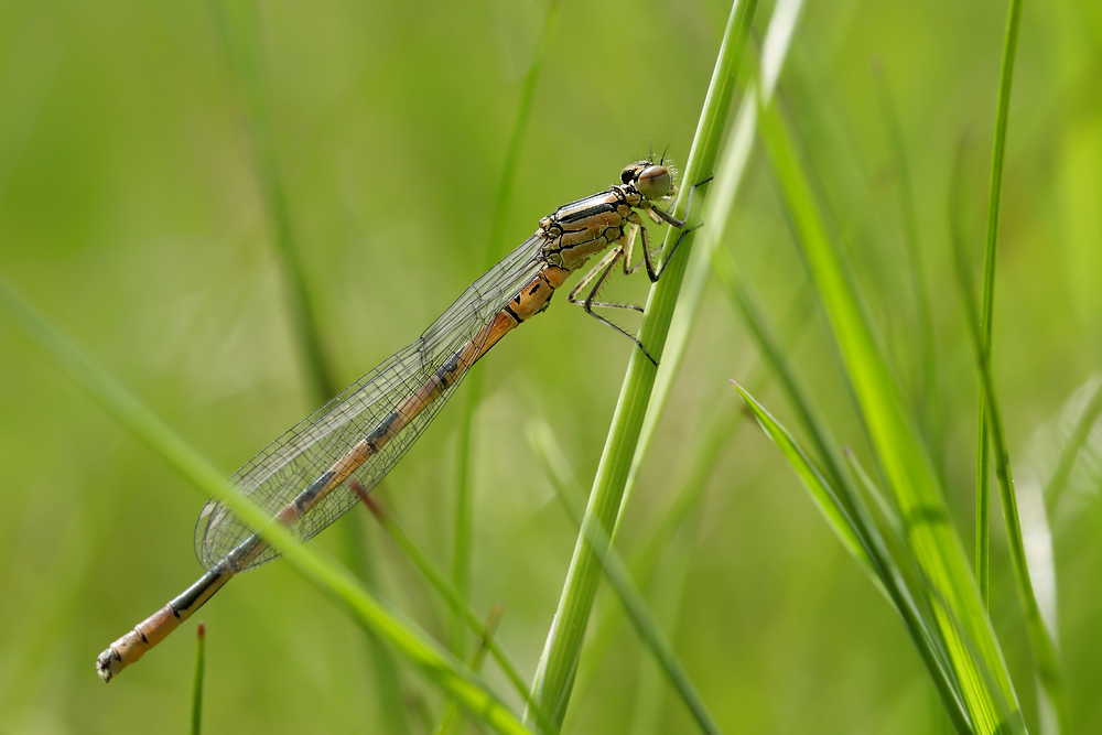 coenagrion_hastulatum_maennc_141.jpg