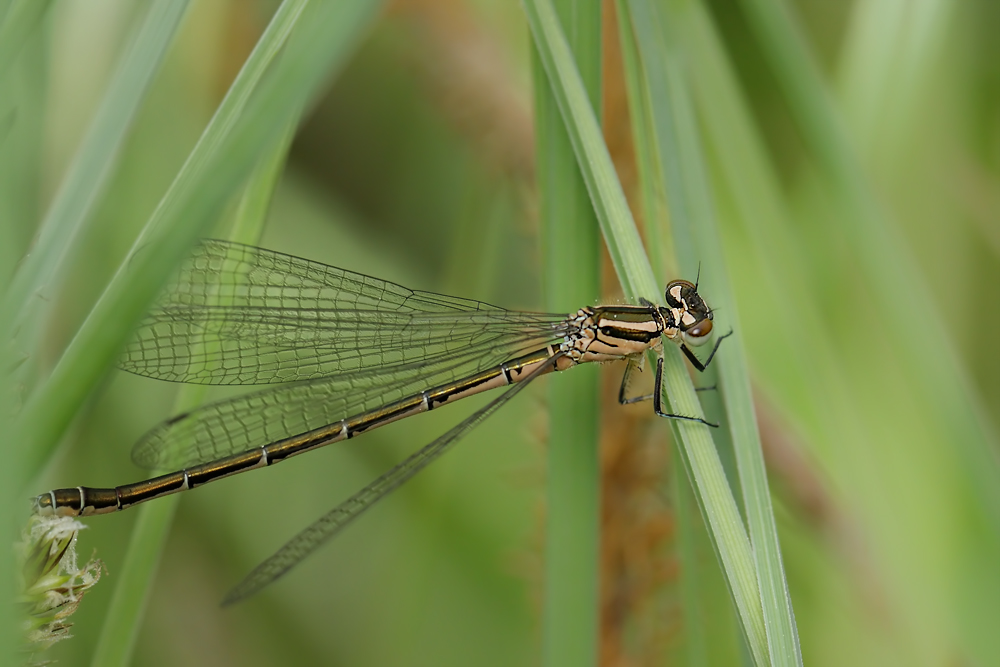 coenagrion_hastulatum_weibc_139.jpg