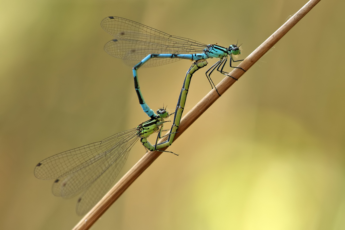 coenagrion_hastulatum_kopul_169.jpg