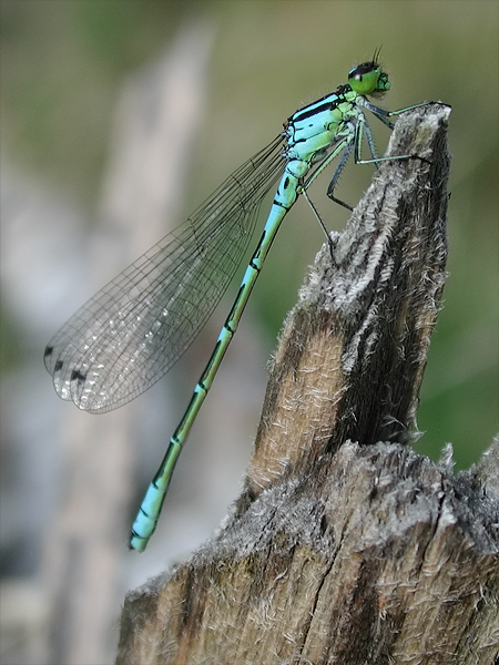 coenagrion_lunulatum_112.jpg