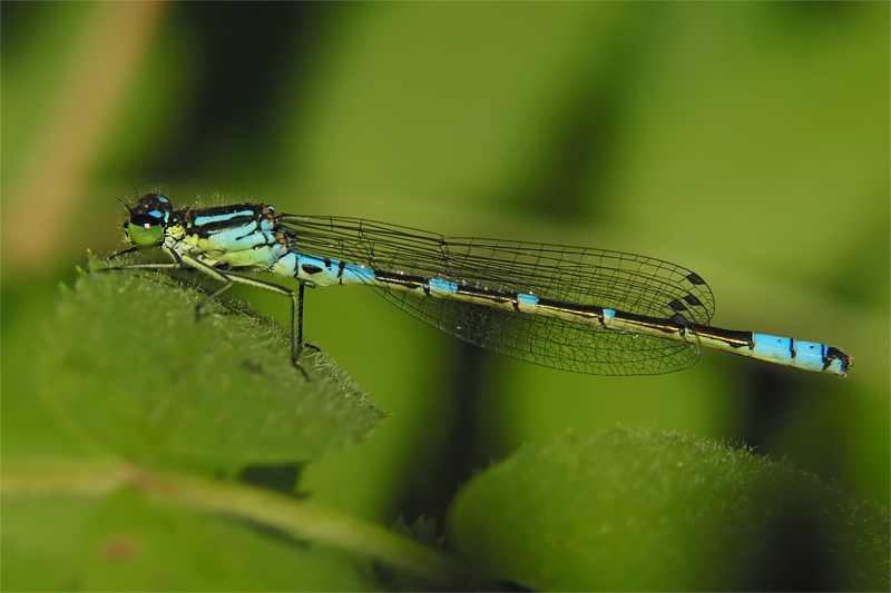 ts_coenagrion_lunulatum_01_539.jpg