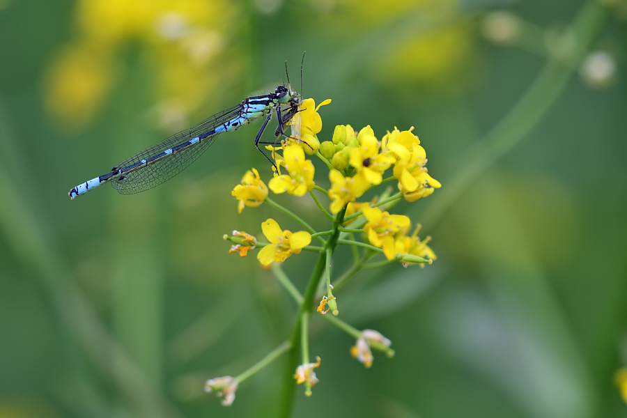 c_lunu_mond_azur_male_12_205.jpg