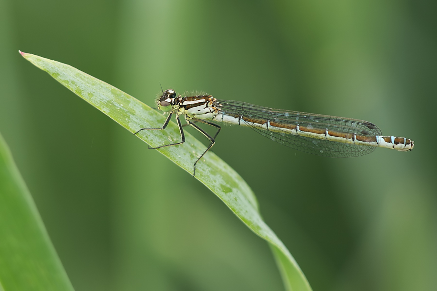 mond_azur_c_lunulatum_female_1_187.jpg