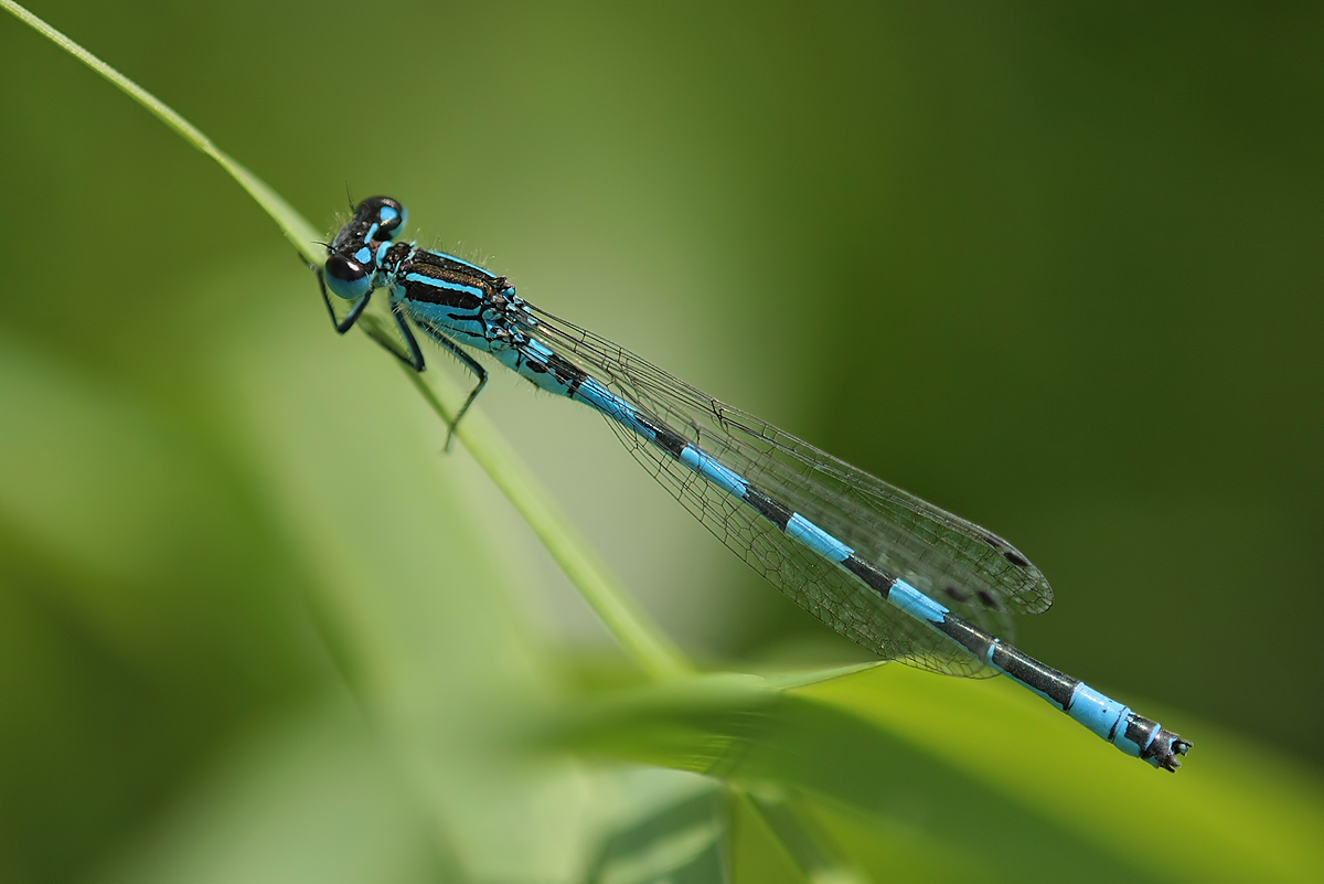 Coenagrion_mercuriale_m_IMG_3225.jpg