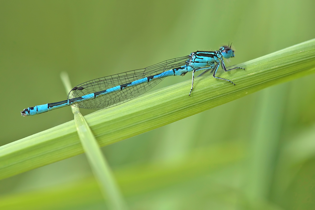 coenagrion_mercuriale_m_img_3346_129.jpg