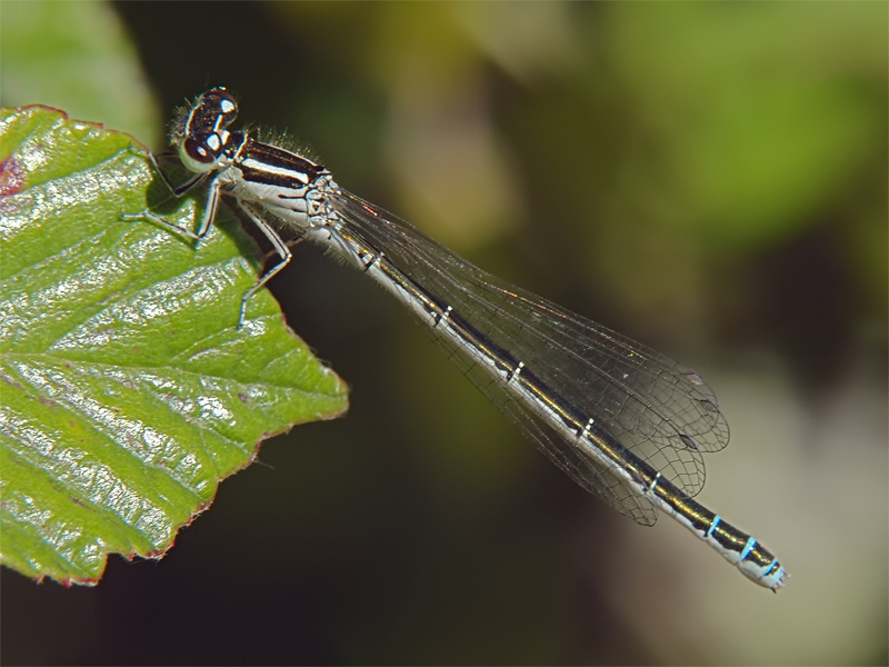 ts_coenagrion_mercuriale_02_150.jpg