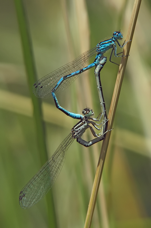 ts_coenagrion_mercuriale_03_104.jpg