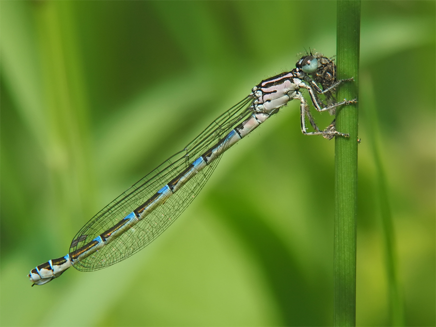 coenagrion_ornatum_2_164.jpg