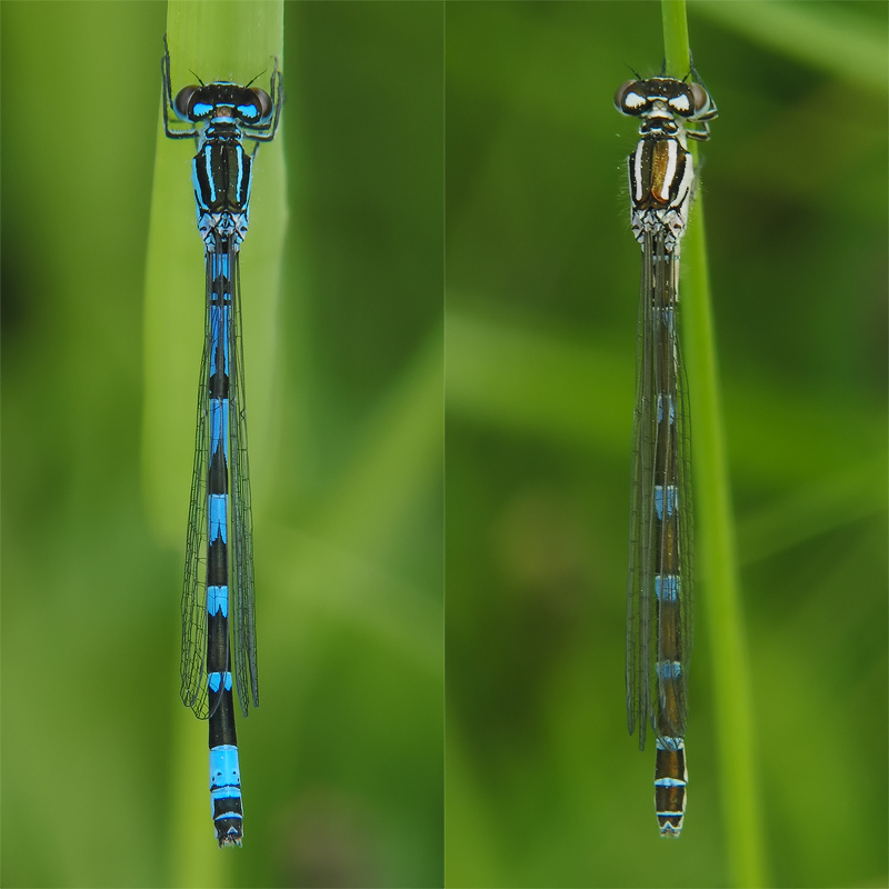 coenagrion_ornatum_3_154.jpg