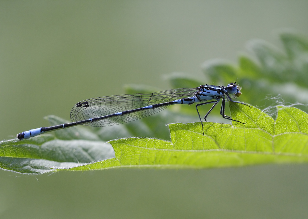 makro_forum_fledermaus_azurj_798.jpg