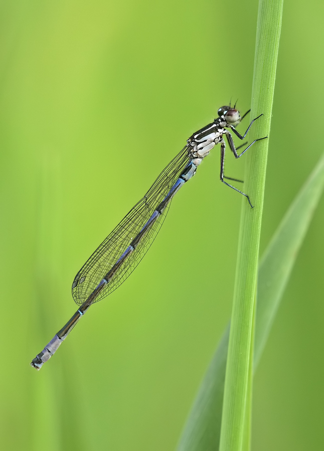 coenagrion_pulchellum_m_img_9249_153.jpg