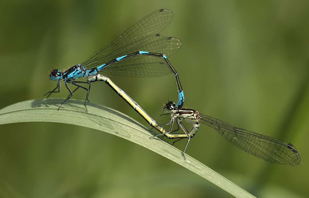 coenagrion_pulchellum_paarungsrad_img_9639a_120.jpg