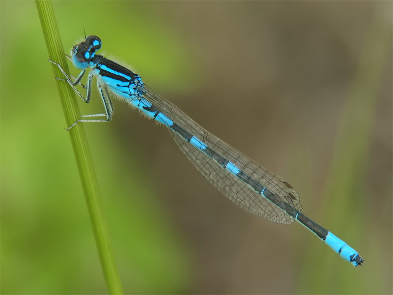 ts_coenagrion_scitulum_02_937.jpg