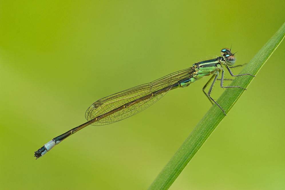 _mg_6389_grosse_pechlibellew_599.jpg