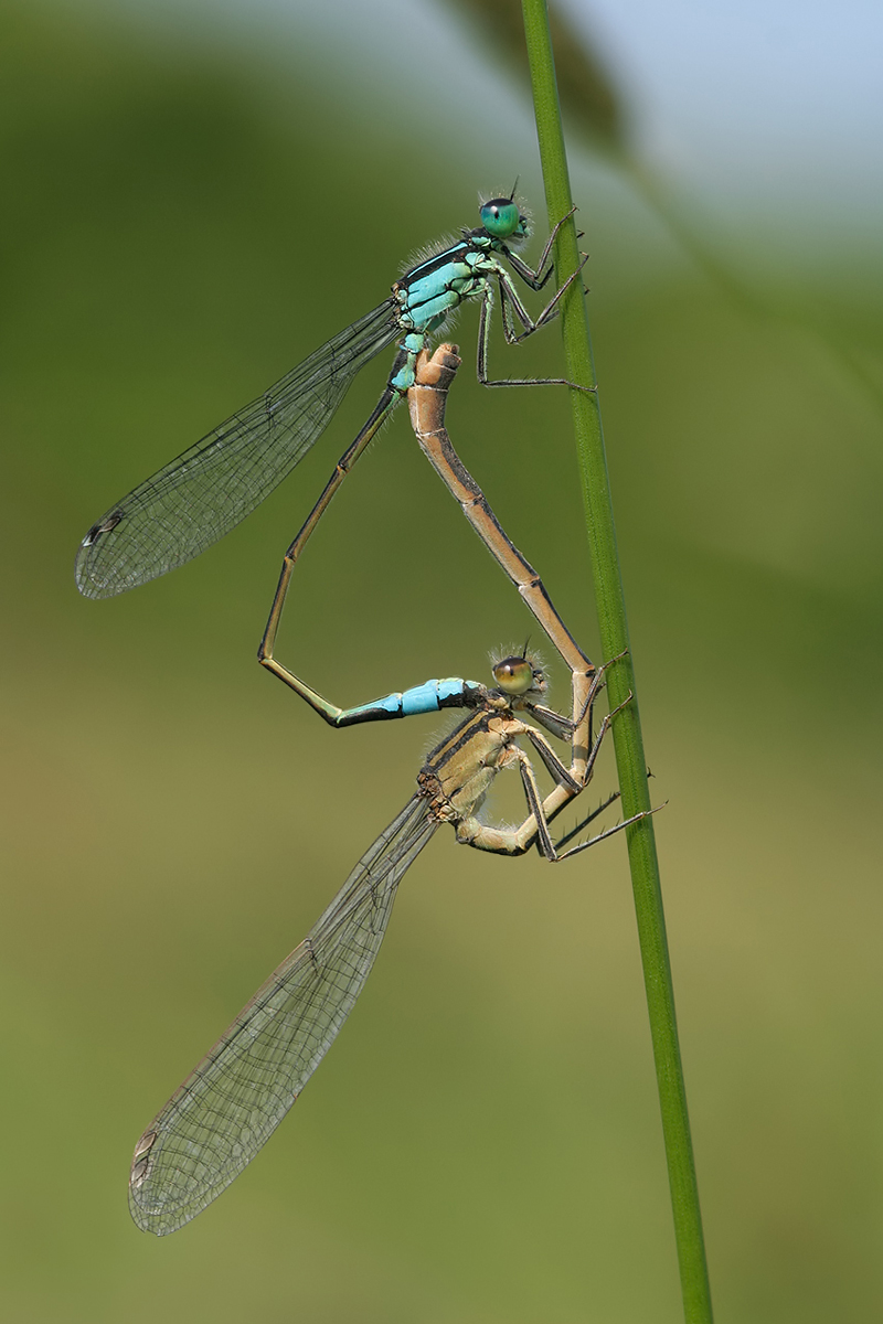Ischnura_elegans_Paar_MG_4721_1200.jpg