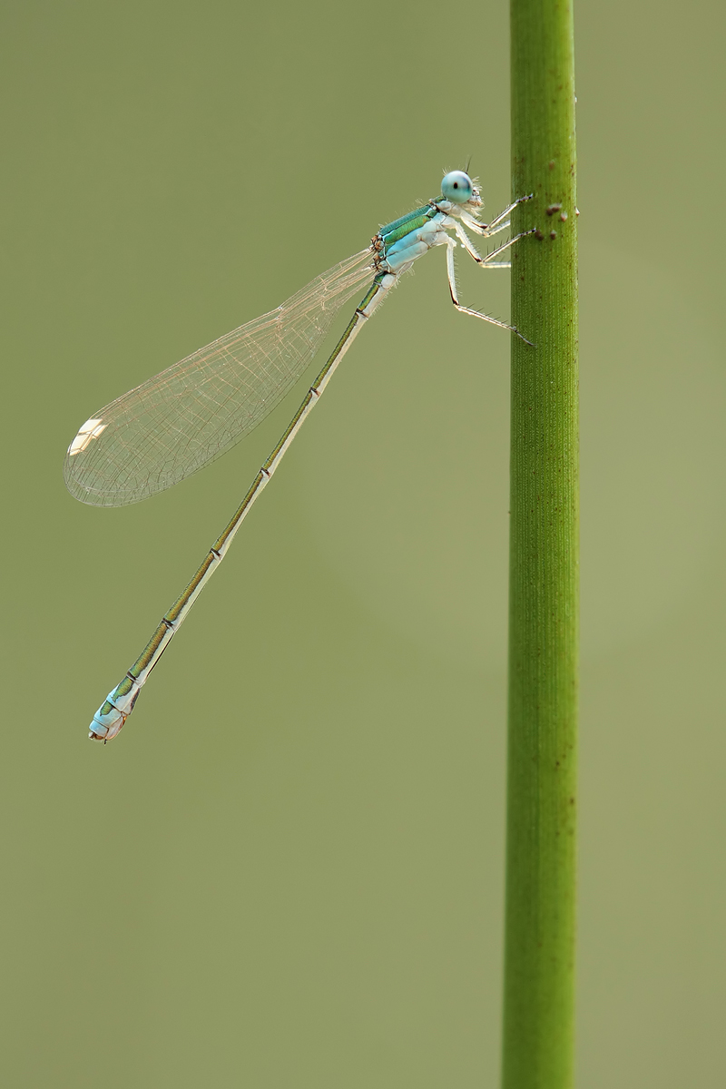 Nehalennia_speciosa_w_jung_IMG_0887.jpg