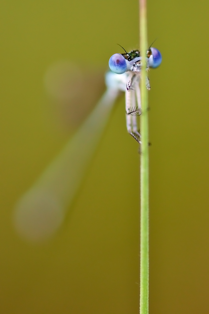 26062012_moor_036_126.jpg