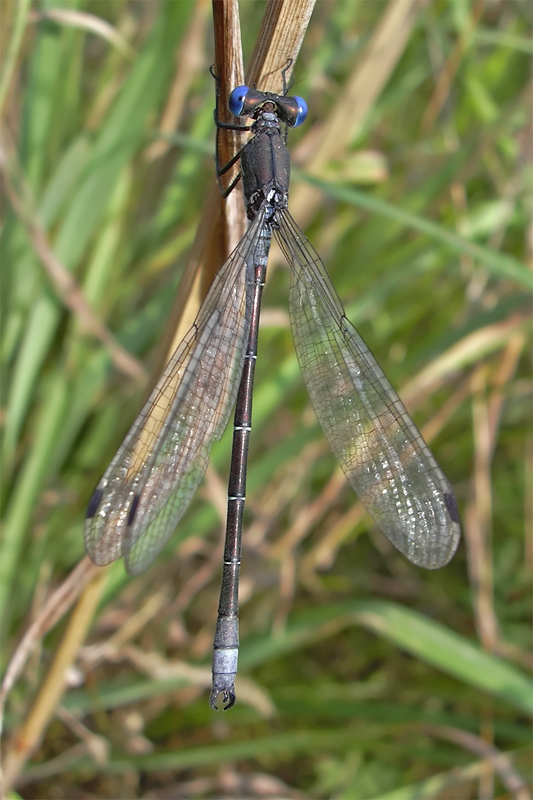 lestes_dryas_169.jpg